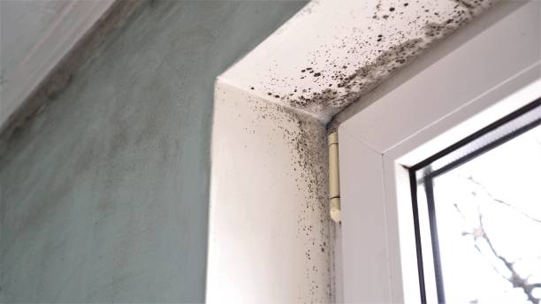 Best Crawl Space Mold Removal  in Waycross, GA
