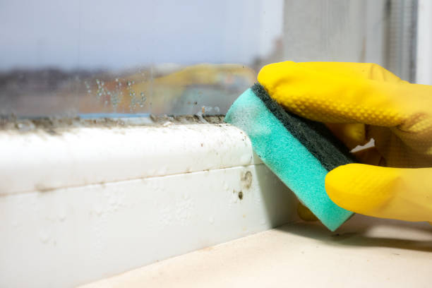 Best Affordable Mold Removal  in Waycross, GA