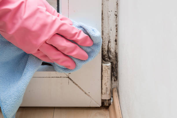Best Certified Mold Removal  in Waycross, GA